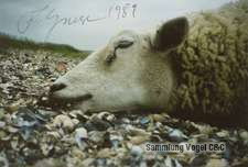 35856
